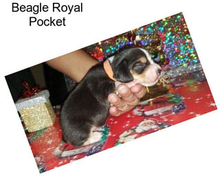 Beagle Royal Pocket