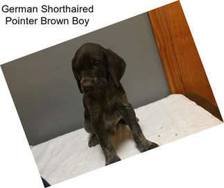 German Shorthaired Pointer Brown Boy