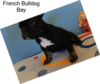 French Bulldog Bay