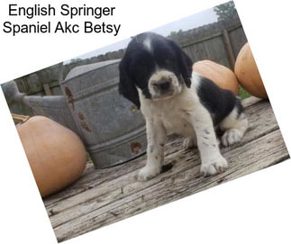 English Springer Spaniel Akc Betsy