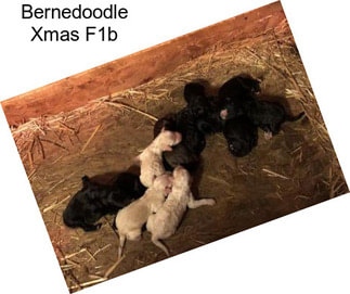 Bernedoodle Xmas F1b