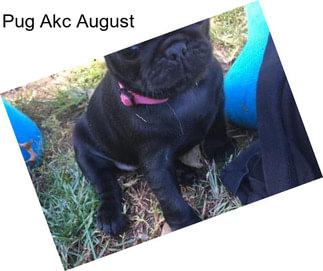 Pug Akc August
