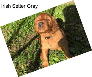 Irish Setter Gray