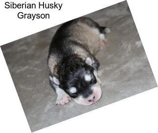 Siberian Husky Grayson