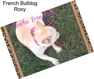 French Bulldog Roxy