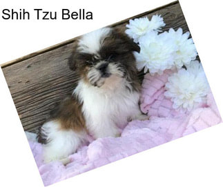 Shih Tzu Bella