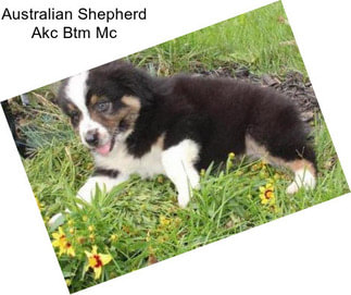 Australian Shepherd Akc Btm Mc