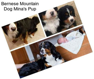 Bernese Mountain Dog Mina\'s Pup