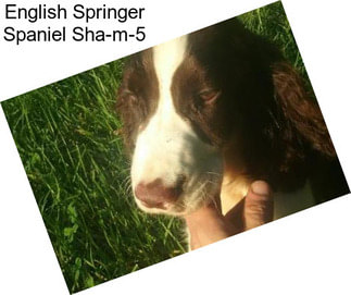 English Springer Spaniel Sha-m-5
