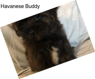 Havanese Buddy