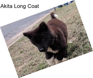 Akita Long Coat
