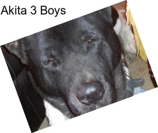 Akita 3 Boys