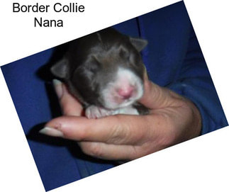 Border Collie Nana