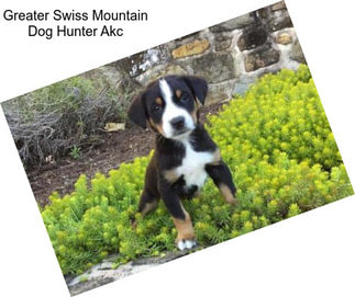 Greater Swiss Mountain Dog Hunter Akc