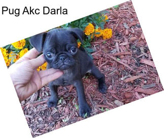 Pug Akc Darla