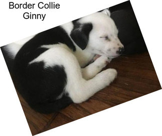 Border Collie Ginny