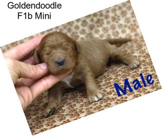 Goldendoodle F1b Mini