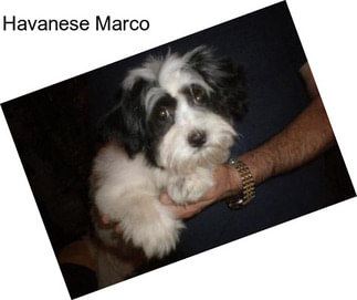 Havanese Marco