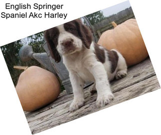 English Springer Spaniel Akc Harley