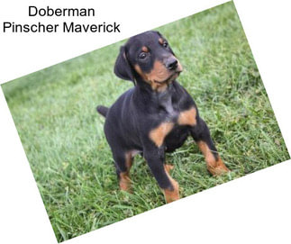 Doberman Pinscher Maverick