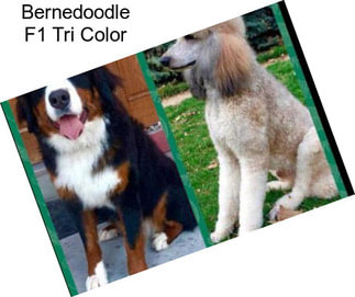 Bernedoodle F1 Tri Color