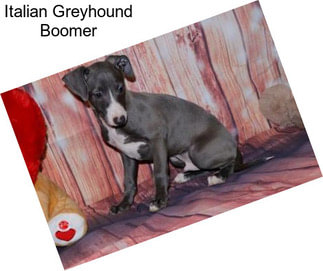 Italian Greyhound Boomer