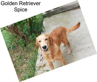 Golden Retriever Spice