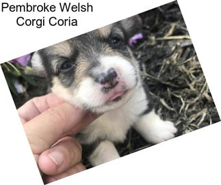 Pembroke Welsh Corgi Coria