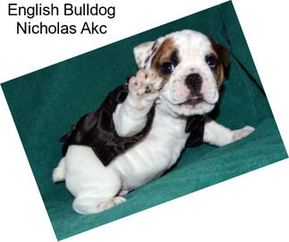 English Bulldog Nicholas Akc