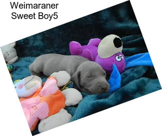 Weimaraner Sweet Boy5