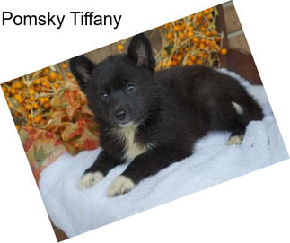 Pomsky Tiffany