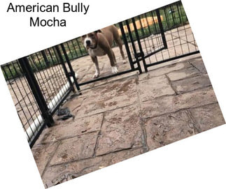 American Bully Mocha