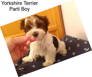 Yorkshire Terrier Parti Boy