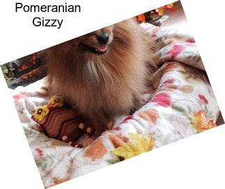 Pomeranian Gizzy