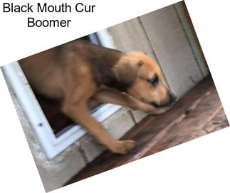 Black Mouth Cur Boomer