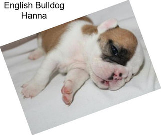 English Bulldog Hanna