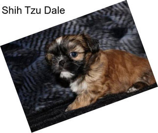 Shih Tzu Dale