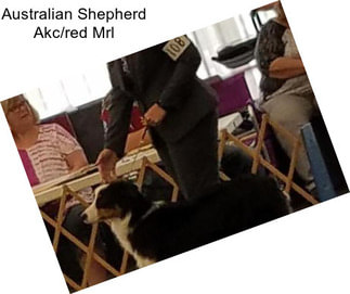 Australian Shepherd Akc/red Mrl