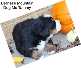 Bernese Mountain Dog Ms Tammy