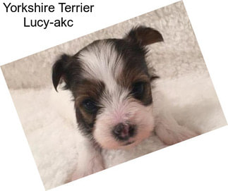 Yorkshire Terrier Lucy-akc