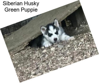 Siberian Husky Green Puppie
