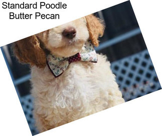 Standard Poodle Butter Pecan