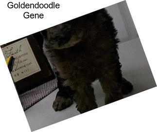 Goldendoodle Gene