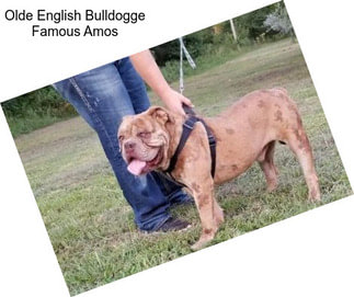 Olde English Bulldogge Famous Amos