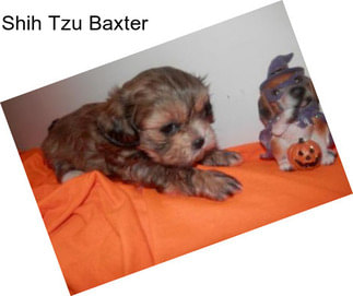 Shih Tzu Baxter