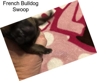 French Bulldog Swoop