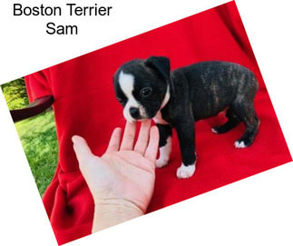 Boston Terrier Sam