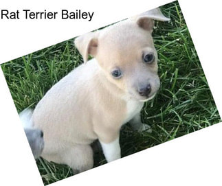 Rat Terrier Bailey