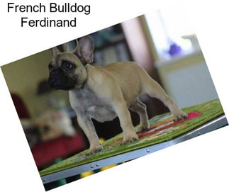 French Bulldog Ferdinand
