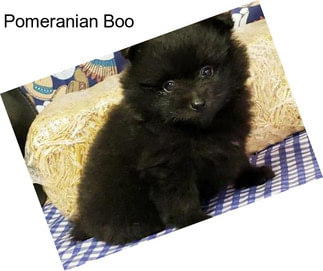 Pomeranian Boo